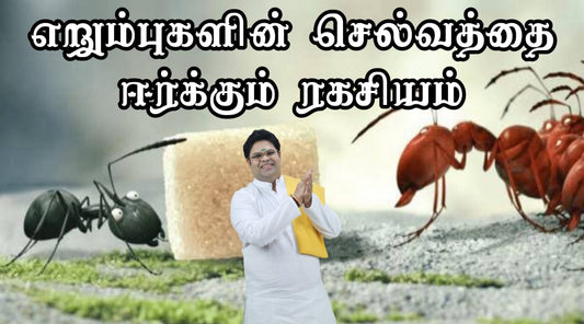 எறும்புகளின் செல்வத்தை ஈர்க்கும் ரகசியம்