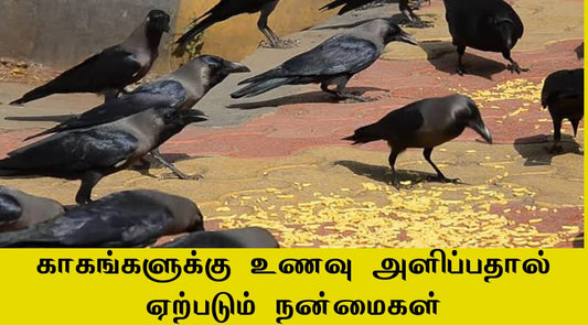 காகத்திற்கு உணவு அளிப்பதால் ஏற்படும் நன்மை என்ன செல்வ ரகசியம்